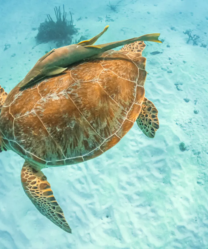 A sea turtle swimming over the sand in Akumal bay