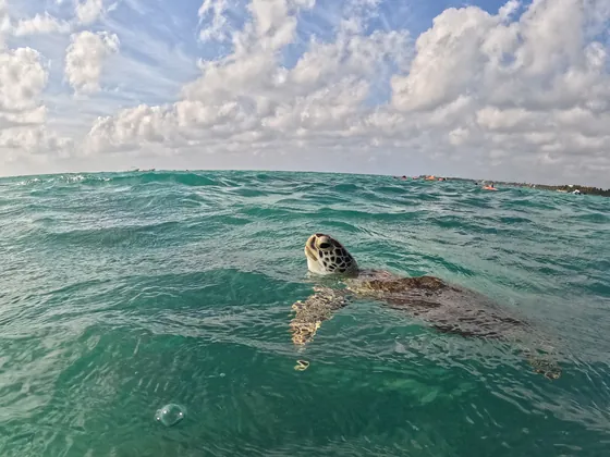 Sea turtle swimming at the surface in Akumal Bay
