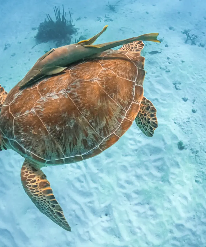 A sea turtle swimming over the sand in Akumal bay
